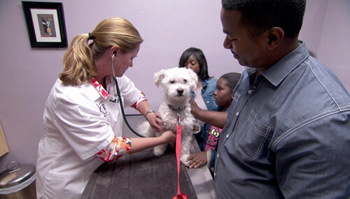  Dr. Julie Voltin checks up on a dog
