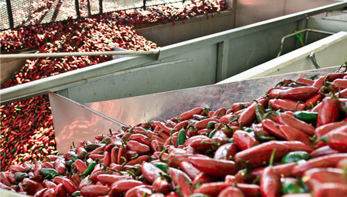 供应给位于欧温岱汇丰食品工厂的加州本土生产的墨西哥辣椒