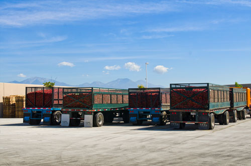 Trucks of jalapeno peppers outside of the Huy Fong Foods factory