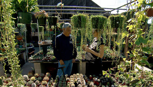 Two people looking at plants at the nursery garden in Sunset Nursery