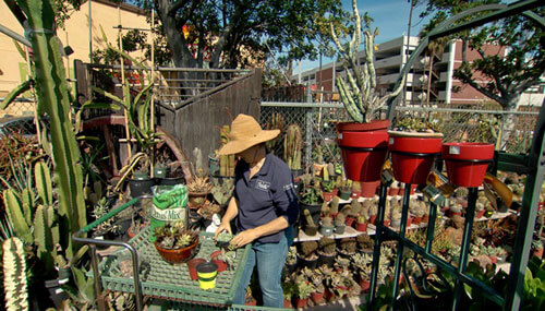 A horticulturalist making a custom plant pot in Sunset Nursery