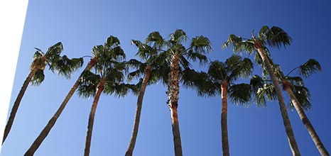 Palm trees and the blue sky in Beverly Hills, California 