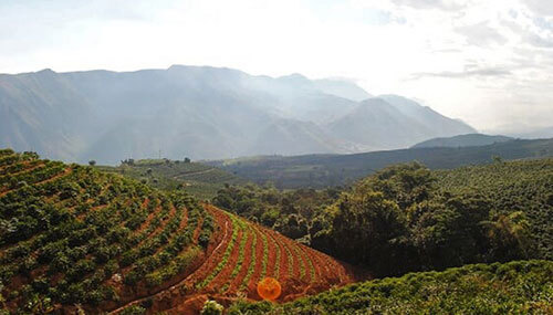 Coffee farm in Yunnan