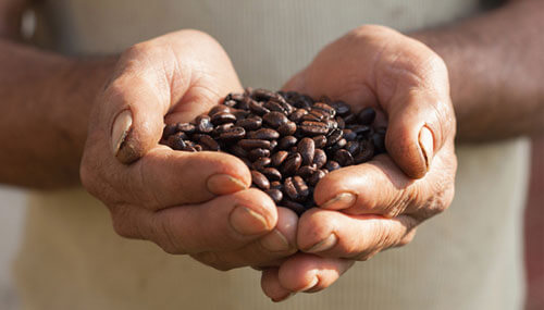 Hands holding roasted coffee beans 